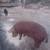 Young boars forsale 8 thumbnail