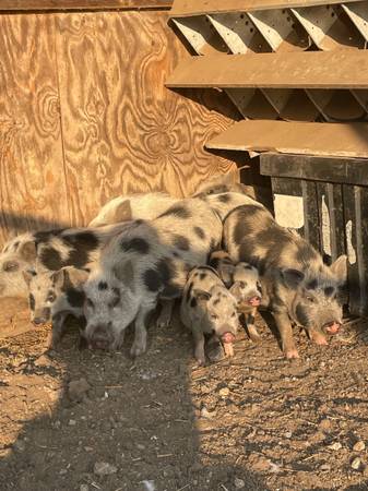 Julianna Pigs63839343419139121