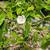 Quince trees 2 thumbnail