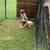Kangal puppies 1 thumbnail