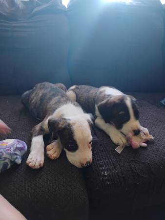 Perra madre abandonada y dos cachorros machos63654750472449120