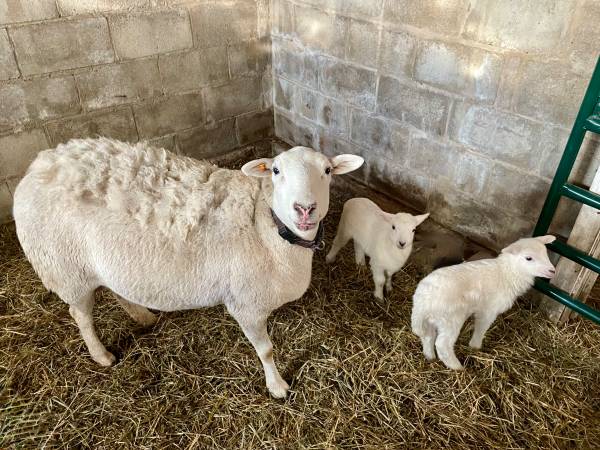Sheep--Ewe with twin lambs, Katahdin purebred 1