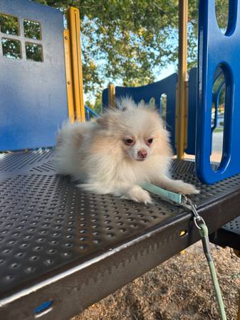 rehoming my pomeranian63696489716481121