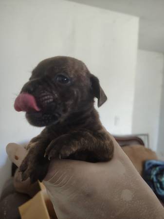 Cachorros Bulldog independientes (Lake Hughes)63865302114433123