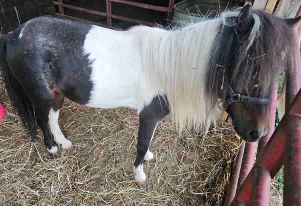 Older class A mini stud 1