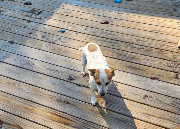 Corgi mix (Gardendale)64015834716419122
