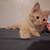 Little Fluffy one 6 thumbnail