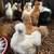 I am getting rid of most of my chickens some are silkies some are silkie/polish  1 thumbnail