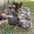 Farm Fresh Eggs 5 thumbnail