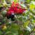 Mickey Mouse - Ochna Serrulata Seedling 6 thumbnail