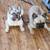 French Bulldog pups 15 thumbnail
