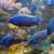African cichlids, blue ,OB PEACOCKS 1 thumbnail