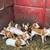 Feeder Pigs 2 thumbnail