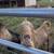 Purebred Lamancha Dairy Goat Billy Buck 4 thumbnail