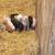 Weanling Piglets - ready now 1 thumbnail