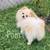 10wk old Pomeranian Puppy 4 thumbnail