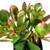 1 gallon Succulent - Sunset Jade (Crassula ovata tri-color) - $4 1 thumbnail