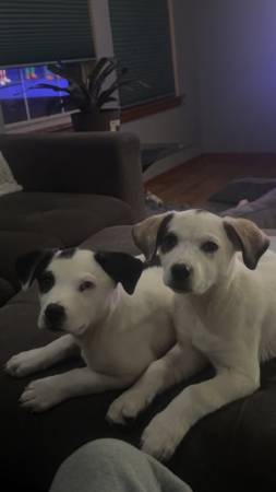 2 puppies M/F 1