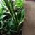 Snake Plant Sansevieria House Plant 3 thumbnail