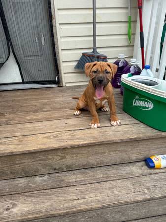 3 months old pit puppy (Bellerose)63699050565379122