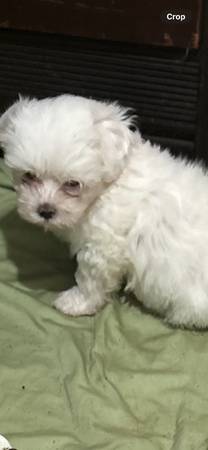 Maltese/Shihtzu (Phenix City)63664482144131124