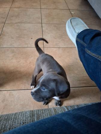 Blue Puppy (Round Rock)63975349746562122