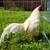 Very Nice Small Bantam Thai Chicken 4 thumbnail