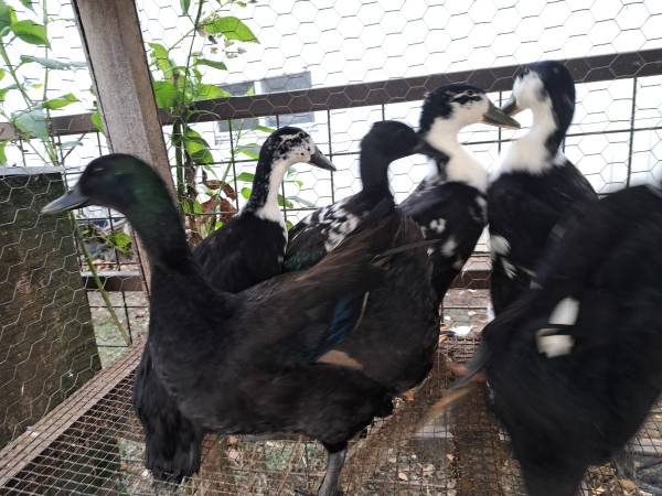 Cayuga Juvenile Ducks 1