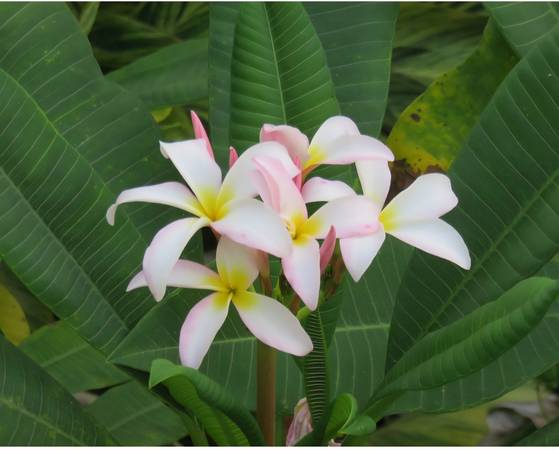 Frangipani 1