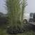 Bamboo For Sale Good For Screening 10 thumbnail