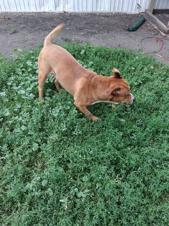Rehoming dog (Fargo)63842059370243123