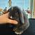 Holland lop 2 thumbnail