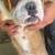 English bulldogs exotic 3 thumbnail