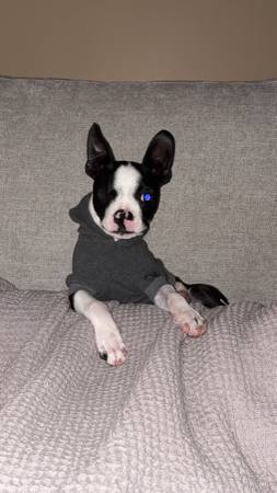 Meet Lewis the Boston Terrier (Dothan)63611946196097124