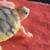 CHARCOAL Red Ear Slider turtle & Caramel Pink Red Ear Slider turtle 5 thumbnail