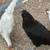 Chickens roosters 6 thumbnail