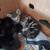 Lovable therapy kittens and cats 8 thumbnail