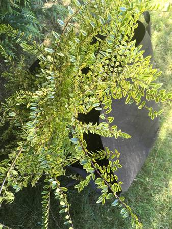 Lonicera Ligustrina Lemon Beauty - $20 (Lake City)63471418782851123