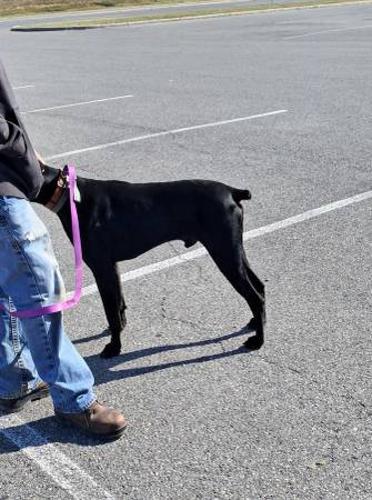 Dobermans need rehomed. M&F63673422431617121