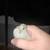 4 button quail 5 thumbnail