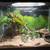 Ball python 2 thumbnail