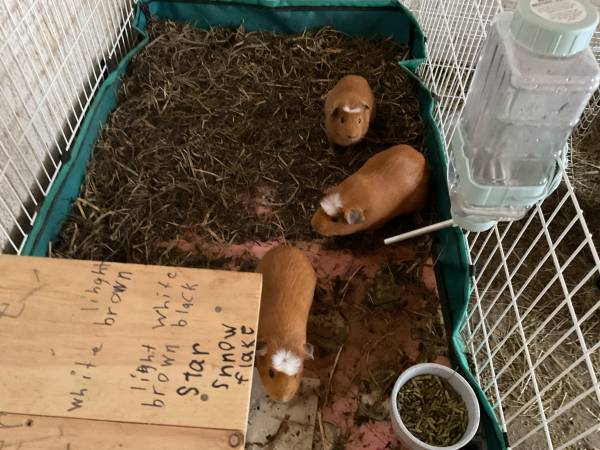 guinea pigs 1