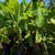 Banana Tree 🍌🍌 2 thumbnail