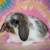 🤍Holland Lop Bunnies 🤍 15 thumbnail