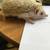 Bonded Mom & Baby Hedgehog 7 thumbnail