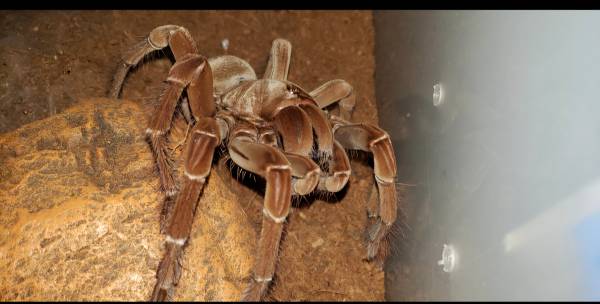 Tarántula goliath birdeater burdeos (Walla Walla)565329312194252803