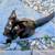 Found Kittens from San Jose to Belmont 1 thumbnail