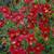 Red Coreopsis Seeds 2 thumbnail