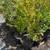 Crape Myrtle in 1-3 gallon pot.2-7 feet tall 2 thumbnail