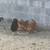 Chickens for sale 12 thumbnail